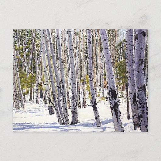 Aspen Bäume im Wald Postkarte (Vorderseite)