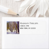 Aspen Bäume in einem Winterwald (Insitu)