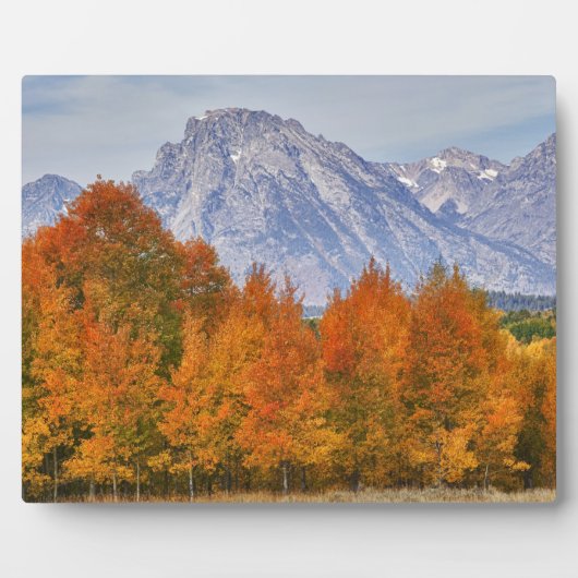 Aspen Bäume mit dem Teton-Gebirge Fotoplatte (Vorderseite)
