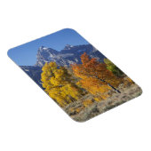 Aspen Bäume mit dem Teton-Gebirge Magnet (Rechte Seite)