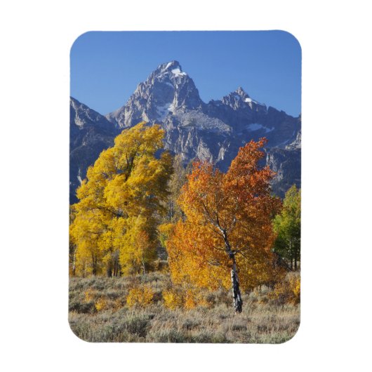 Aspen Bäume mit dem Teton-Gebirge Magnet (Vertikal)