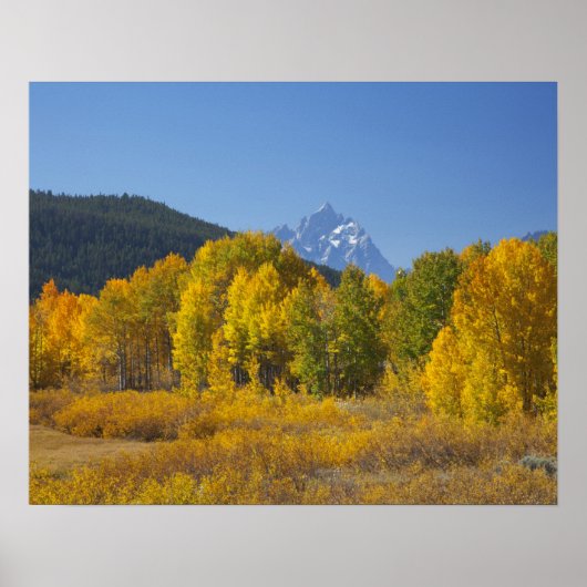 Aspen Bäume mit dem Teton-Gebirge Poster (Vorne)