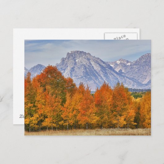 Aspen Bäume mit dem Teton-Gebirge Postkarte (Vorne/Hinten)