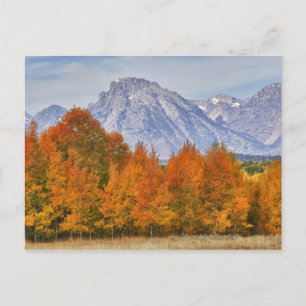 Aspen Bäume mit dem Teton-Gebirge Postkarte