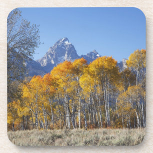Aspen Bäume mit dem Teton-Gebirge Untersetzer