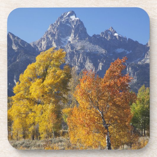Aspen Bäume mit dem Teton-Gebirge Untersetzer (Vorderseite)