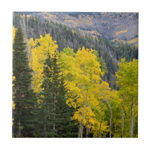 Aspen-Bäume (Populus Tremuloides) und Nadelbäume 2 Fliese (Vorderseite)