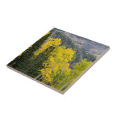 Aspen-Bäume (Populus Tremuloides) und Nadelbäume 2 Fliese (Seite)