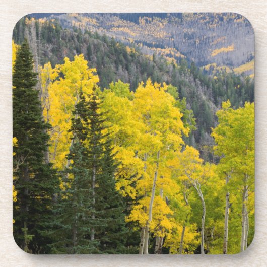 Aspen-Bäume (Populus Tremuloides) und Nadelbäume 2 Getränkeuntersetzer (Vorderseite)