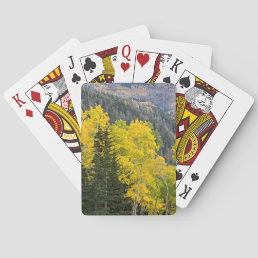 Aspen-Bäume (Populus Tremuloides) und Nadelbäume 2 Spielkarten (Rückseite)