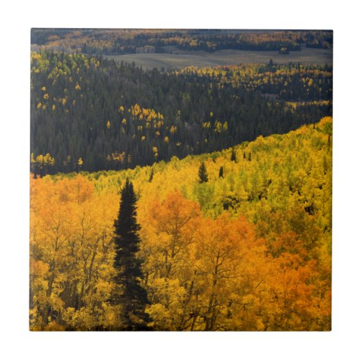 Aspen-Bäume (Populus Tremuloides) und Nadelbäume Fliese (Vorderseite)