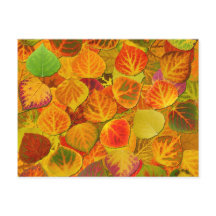 Aspen Blätter Collage Solid Medley 1