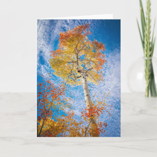 Aspen Card, unbedruckt innen Karte