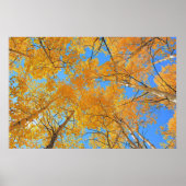 Aspen Ceiling Poster (Vorne)