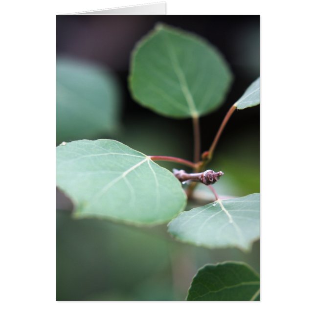 Aspen Closeup (Vorne)