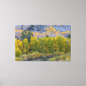 Aspen Forest im Herbst Leinwanddruck (Vorderseite)