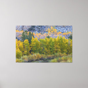 Aspen Forest im Herbst Leinwanddruck