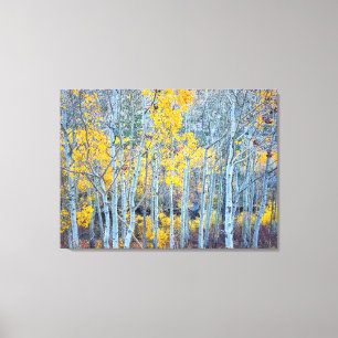 Aspen Forest Leinwanddruck