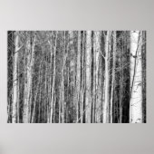 Aspen Forest Poster (Vorne)