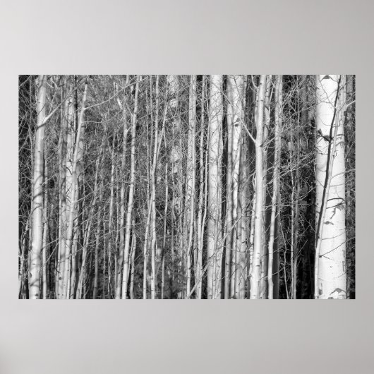 Aspen Forest Poster (Vorne)