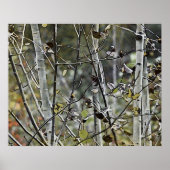Aspen Forest Poster (Vorne)