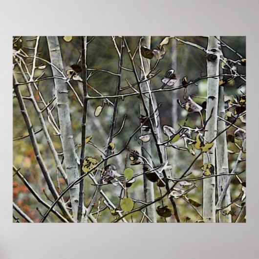 Aspen Forest Poster (Vorne)