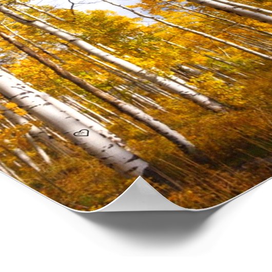Aspen Groove Yellow Herbstlaube Poster (Ecke)