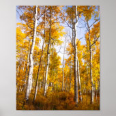 Aspen Groove Yellow Herbstlaube Poster (Vorne)
