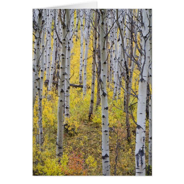 Aspen Ground in der Farbe des Spitzenfalles im Gla (Vorne)