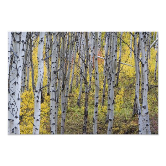 Aspen Ground in der Farbe des Spitzenfalles im Gla Fotodruck (Vorne)