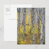 Aspen Ground in der Farbe des Spitzenfalles im Gla Postkarte (Vorne/Hinten)