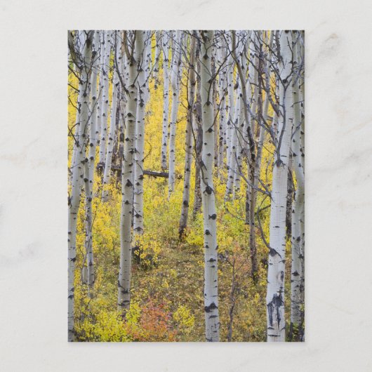 Aspen Ground in der Farbe des Spitzenfalles im Gla Postkarte (Vorderseite)