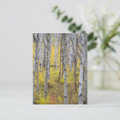 Aspen Ground in der Farbe des Spitzenfalles im Gla Postkarte (Stehend Vorderseite)