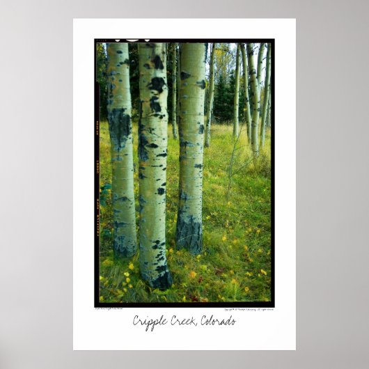 Aspen Grove, Cripple Creek, Colorado Poster (Vorne)