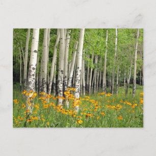 Aspen Grove in New Mexico Postkarte