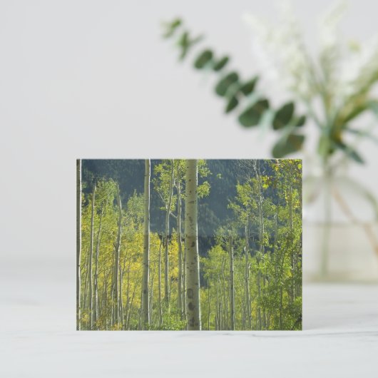 Aspen Grove Postkarte (Stehend Vorderseite)