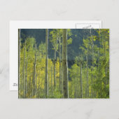 Aspen Grove Postkarte (Vorne/Hinten)