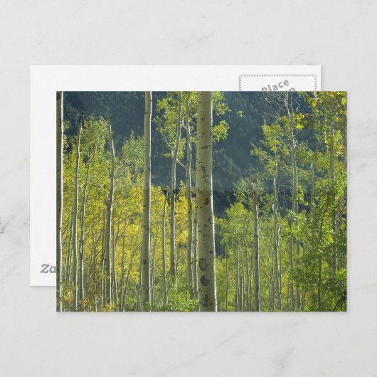 Aspen Grove Postkarte (Vorne/Hinten)