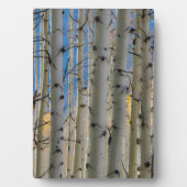 Aspen Groves | Colorado Rocky Mountains Fotoplatte (Vorderseite)