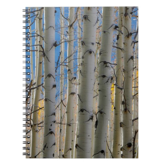 Aspen Groves | Colorado Rocky Mountains Notizblock (Vorderseite)