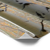 Aspen Groves | Colorado Rocky Mountains Poster (Ecke)