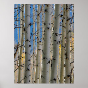 Aspen Groves   Colorado Rocky Mountains Poster