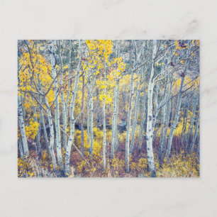 Aspen-Hain Herbstlaub Postkarte