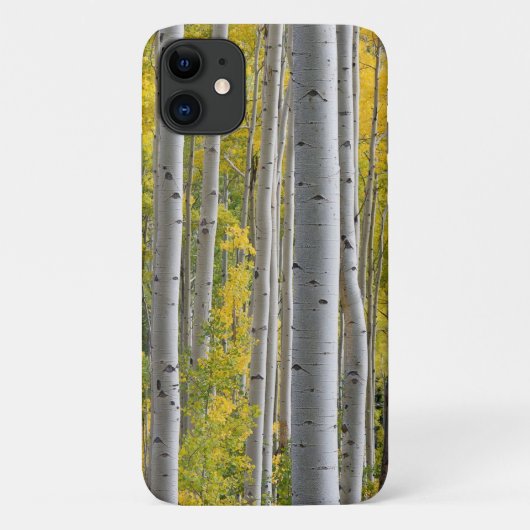 Aspen-Herbstfarben Baumstämme Gelber Splendor Case-Mate iPhone Hülle (Rückseite)