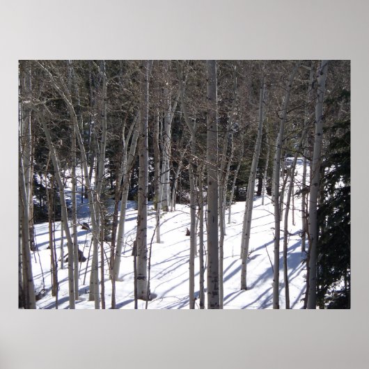 Aspen in Snow Poster (Vorne)