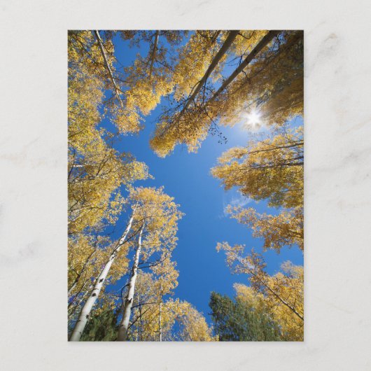 Aspen ist überall postkarte (Vorderseite)