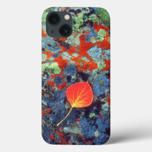 Aspen-Laub auf einem lichenbedeckten Felsen iPhone 13 Hülle