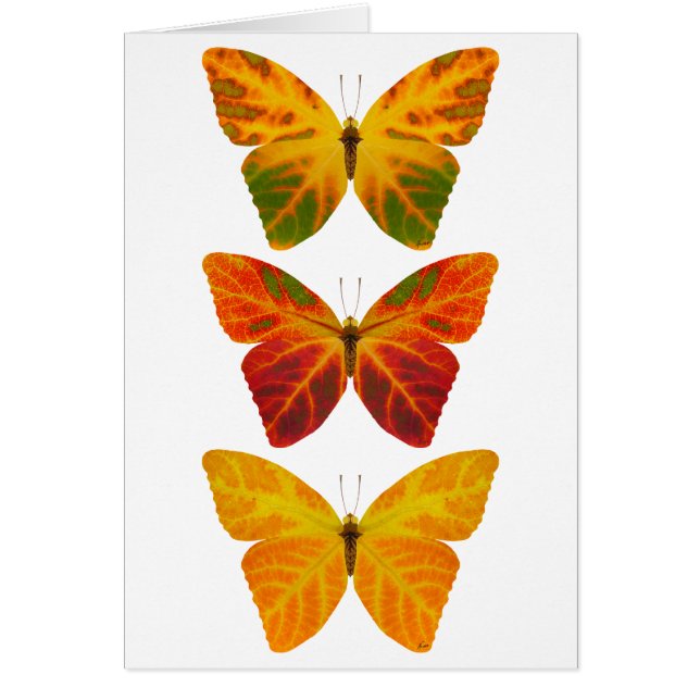 Aspen Leaf Butterflies (Vorne)