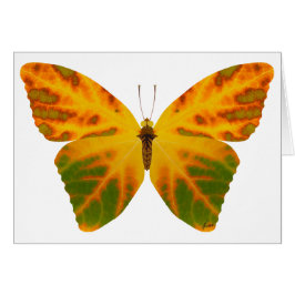 Aspen Leaf Butterfly 1