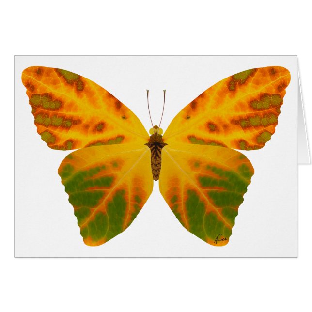Aspen Leaf Butterfly 1 (Vorderseite (Horizontal))